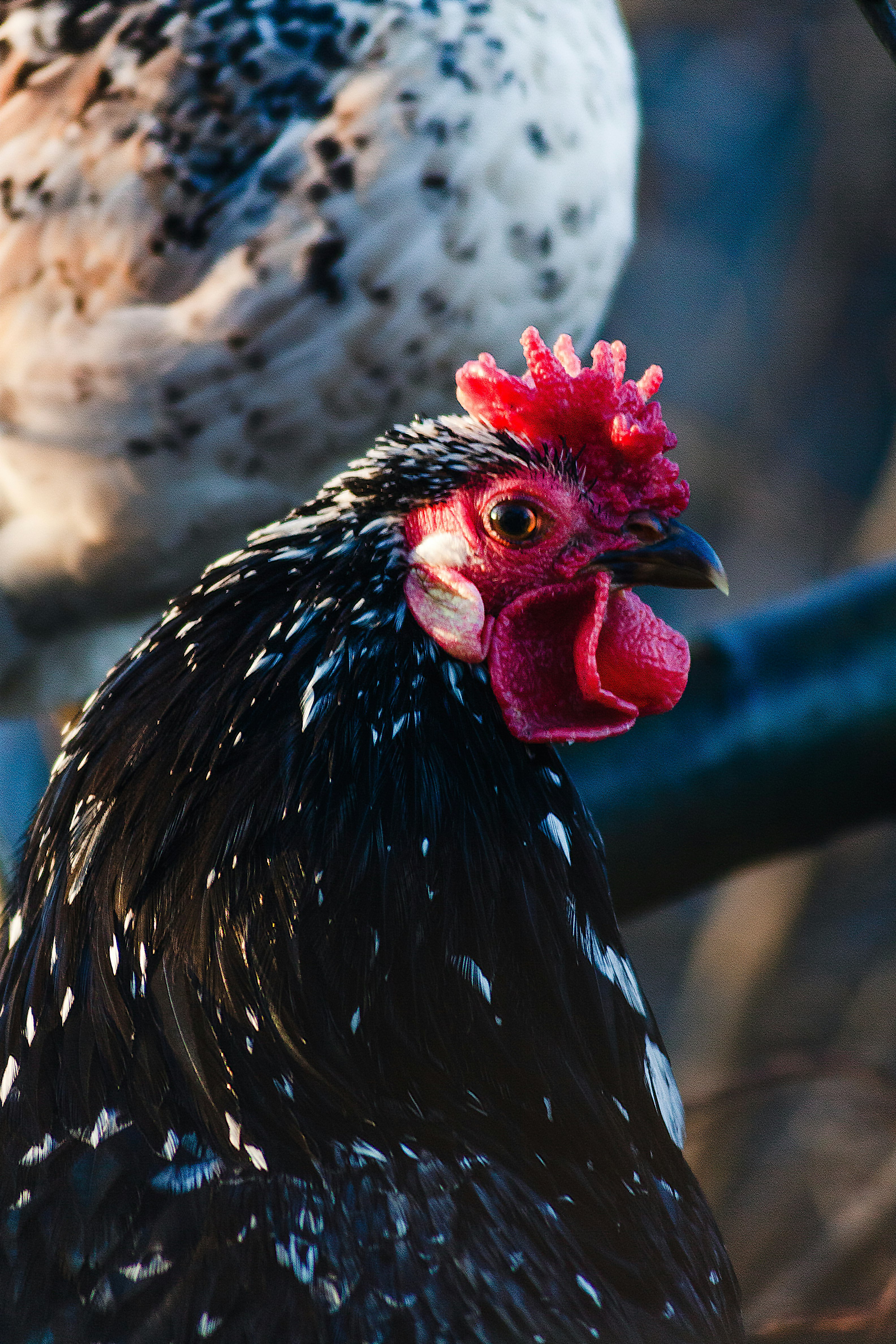 black and white rooster in close up photography